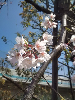 桜