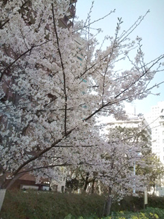 東京の桜