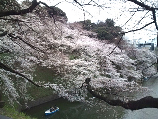 千鳥ヶ淵の桜