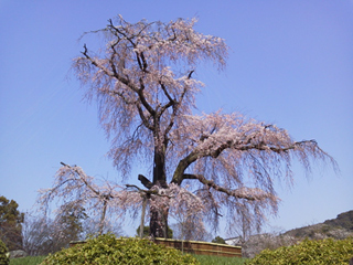 円山公園の桜