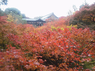 京都の東福寺の紅葉